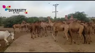 Camels morning gethring after drinking water | Desert Camels At Water Pond | Camel Life