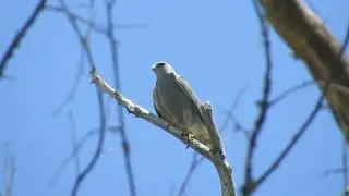 Gray Hawk