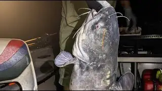 Delaware Catfishing Nanticoke river 30 POUNDER