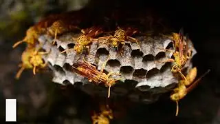 Raw Honey: Important Health Benefits of Honey, Dosage, Side Effects