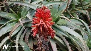 Can Aloe Cure Cancer?