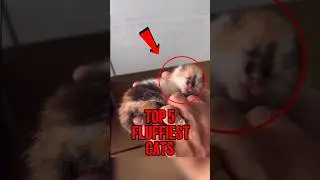 Top 5 Fluffiest Cats Caught on Camera #fluffycats  #FunnyCats #FactOrGlitch