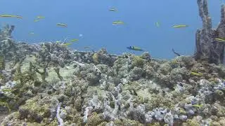 2025-07-22 Key Largo Scuba Diving