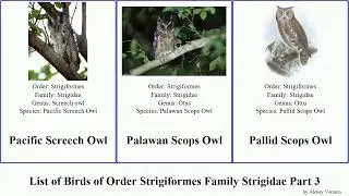 List of Birds of Order Strigiformes Family Strigidae Part 3 owl scops boobook northern brea pygmy