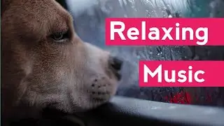 Car Ride Music for Dog, Anxiety Relief for Traveling and Car Journey