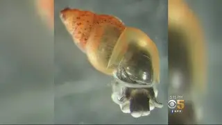 Biologists Raise Concerns About Invasive Mud Snail In East Bay Creek
