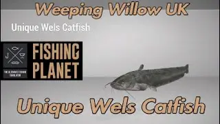 Unique Wels Catfish - Weeping Willow UK - Fishing Planet Guide