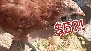 Healthy chicks food /Fast Growing your pet /😋🐣🐥🐓/#Danyal_727