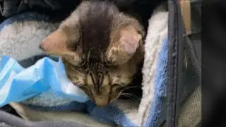 紐約貓貓NY Cats Family is live! Vet visit - Cat Pow