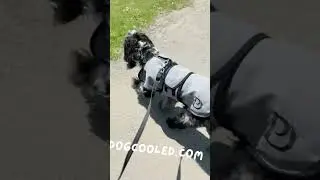 Dog Cooling Coats UK - Portable Air Conditioning | Pet Devotion