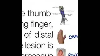 Peripheral nerves part 1