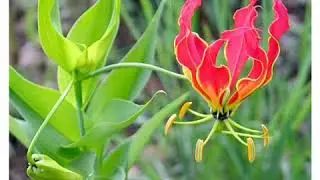 10 MOST UNUSUAL FLOWERS IN THE WORLD!!!