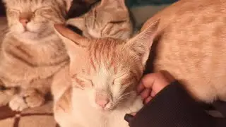 Relaxing purring cat sounds to reduce stress