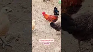 #success#successful#successstory#bussiness#businesslover#poultry#poultryfarmer#poultryfarming#poultr