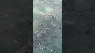 Fish feeding time!🐟 #Shorts #fish #feedingtime #fishfeeding #explore #subscribe