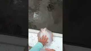 How to Safely Unhook a Stingray #shors