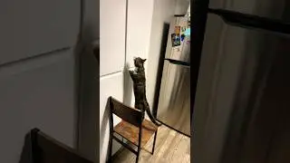 Paws for deduction: Mr &lsquo;Sherlock&rsquo; Pibbs, solving door mysteries!🔎#cat #funny #shorts #mystery #love