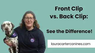 Loose Lead Walking Made Easy! Front vs. Back Clip Harness