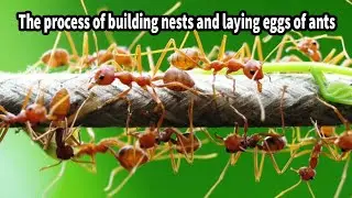 The process of building nests and laying eggs of ants | Discover The Mystery