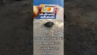 Treatment of Fever, Pain and Inflammation in Poultry Birds | Diclofenac Sodium Tab