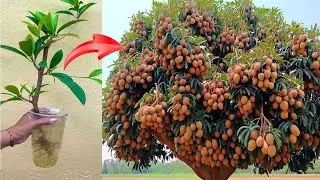 Techniques for growing sapodilla trees from branches and propagating fruit trees at home to save cos