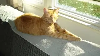 Change in Diet Eliminated Cat's Irritable Bowel Syndrome