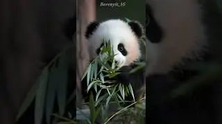Momen Imut Anak Panda Saat Makan Bambu 🐼..