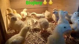 Brojlery🐥🐥...