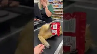 Hands off my food 😂 Watch this sneaky cat steal dinner #catcomedy #cat #funnycats