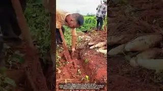 The laborer uses an extended shovel in the process of field yams