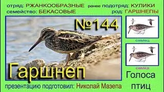 Гаршнеп. Голоса птиц