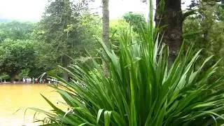 Piscina de &Aacute;gua Termal, Parque Terra Nostra, A&ccedil;ores