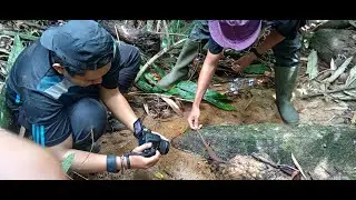 The search for Lanthanotus borneensis, in the perspective of science and society