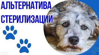 🐕📝🐾 Стерилизация не единственный выход? 😱 Альтернатива, о которой молчат!