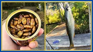 Strange Fishing: Catching Mega Golden Shiners Using Thick Silkworm Pupa (FULL VERSION)