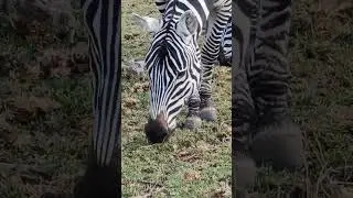 Zebra grazing 🦓
