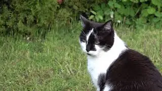 Katzenleben Tretre & Joia
