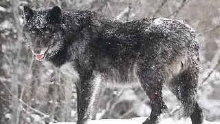 Todas las especies de lobos