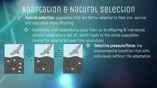 Adaptations 2.6