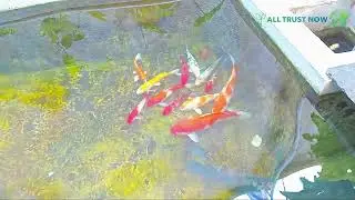 Koi Fish Swimming | Beautiful Relaxing Koi Pond Video