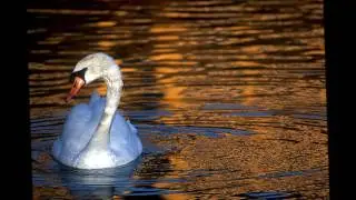 George Papadopoulos - A Stroll At The Lake