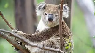 Koala Sound Effect | What a Koala Sound Like