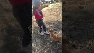 Собачка на площадке #animals #dog #children #weather #spring