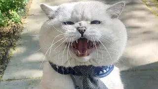Apollo: Big British Shorthair Cat Meow styles #apollo #meow
