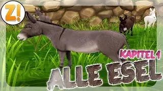ALLE ESEL KAPITEL 1 🐴 | Star Stable  [SSO]