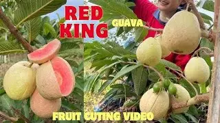 Red king guava plant farming and plant available contact me ok