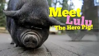 When SECONDS Count, This HERO PIG Defied All Odds to SAVE A LIFE!