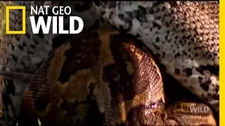 Swallowing 100 Pounds Whole | Nat Geo Wild