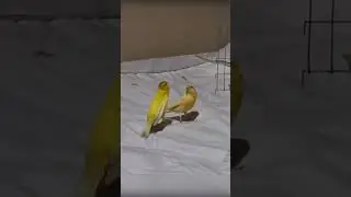 Unusual behavior Amazing canary singing 4 #shorts