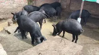 RAJU PIG FARM RATU RANCHI JHARKHAND